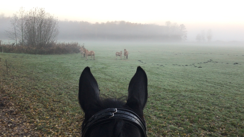 Ausritt zur Ponyweide bei Morgennebel