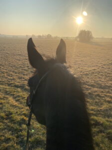 Sonnenaufgang bei Ausritt mit schwarzem Pferd