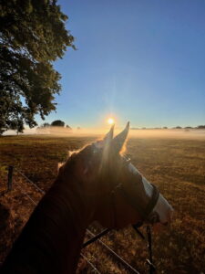 Ausritt Sonnenaufgang im Sommer vor Weidezaun