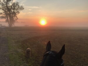 Sonnenaufgang bei Ausritt gemeinsam mit einem Hund