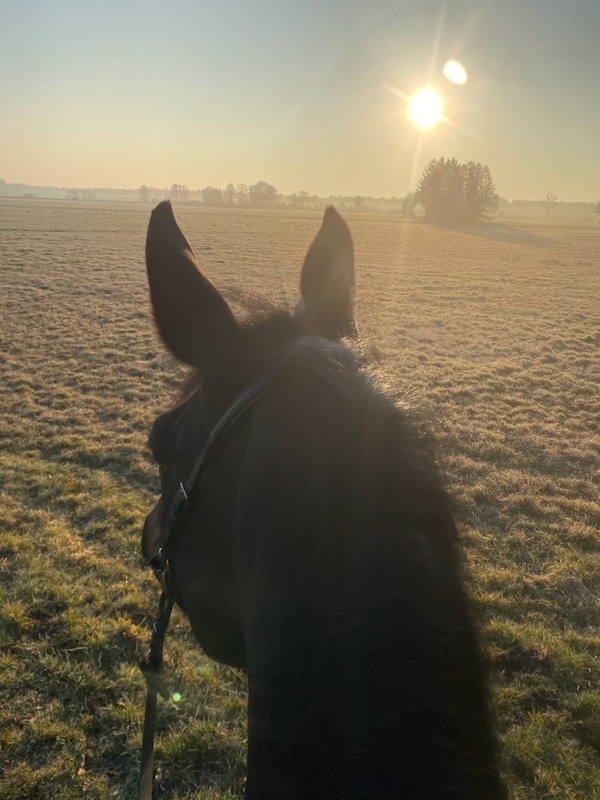 Sonnenaufgang bei Ausritt mit schwarzem Pferd
