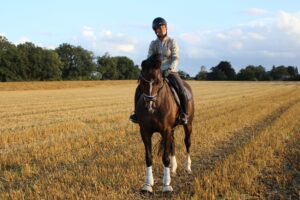 Pferd mit Reiterin bei Ausritt auf Stoppelfeld