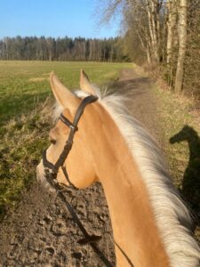 Ausritt mit hellbraunem Pferd an einem Weg neben Wald