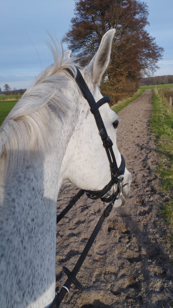Pferd bei Ausritt auf einem Sandweg