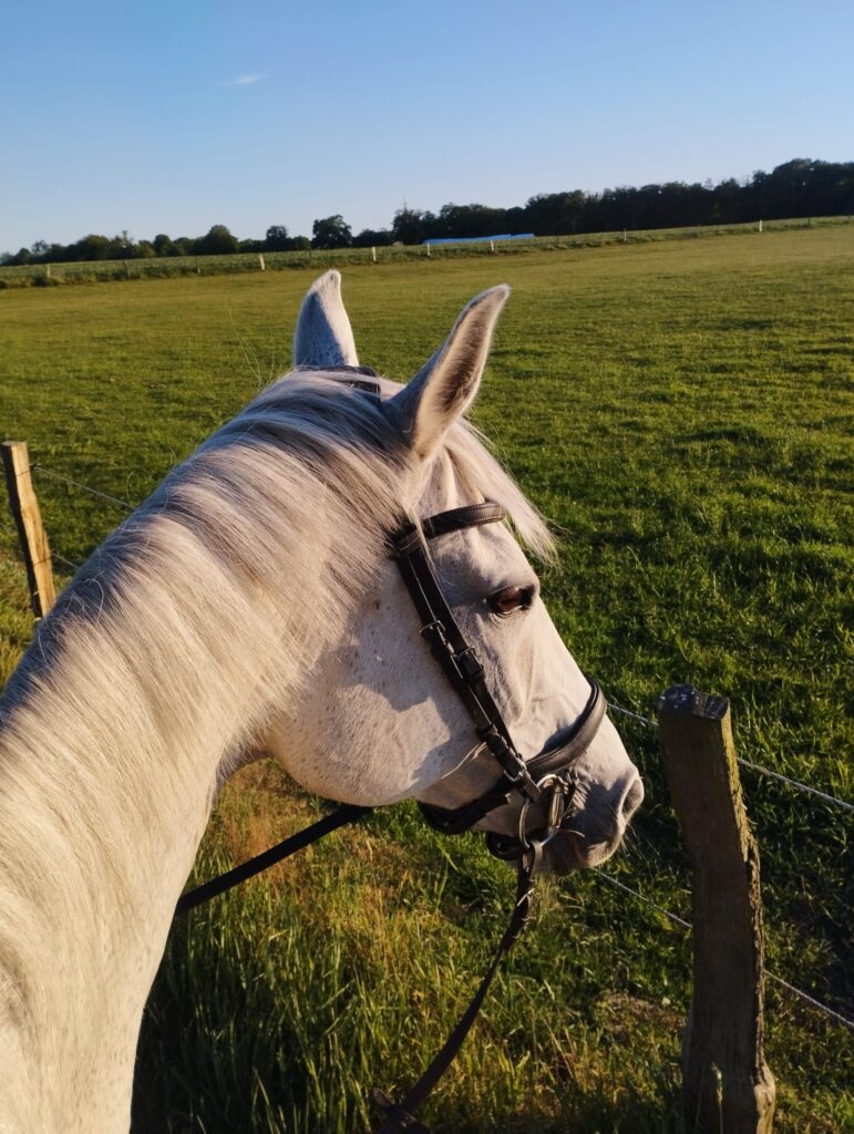 Pferd in der Sonne schaut bei Ausritt auf ein große Grasfläche