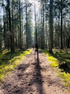 Ausritt durch einen sonnendurchfluteten Wald