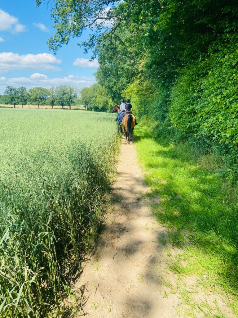 Ausritt im Sommer am Feldrand