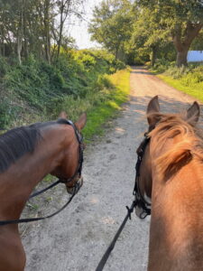 Ausritt mit zwei Pferden Beekmoorweg