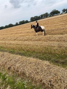 Ausritt über frisch geerntetes Feld