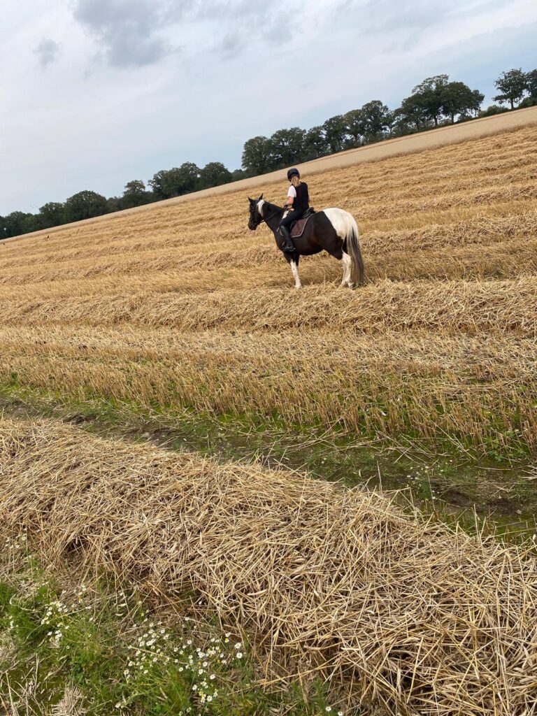 Ausritt über frisch geerntetes Feld