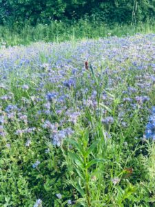 Blumenwiese Reitweg Gut Tangstedt