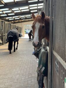 Pferd guckt aus seiner Innenbox in Stallgasse Halle 2