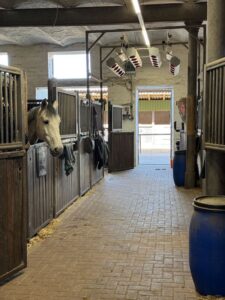 Stallgasse mit Solarium und Pferd, das aus seiner Box schaut