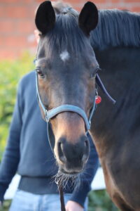 Einsteller führt auf dem Hofrondell sein Pferd