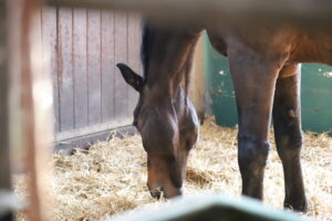 braunes Pferd in seiner eingestreuten Pferdebox