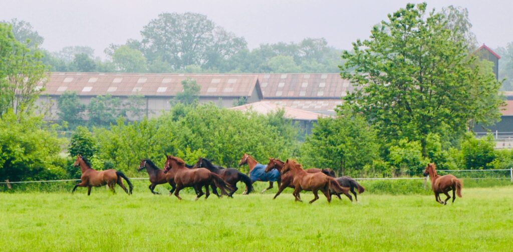 Pferde galoppieren auf einer grasgrünen Wiese mit Hofstelle im Hintergrund