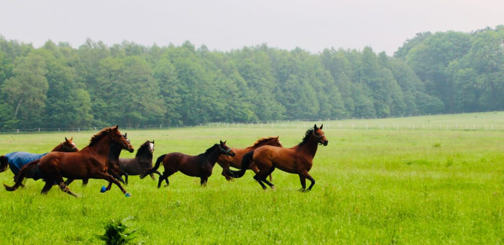 Pferde galoppieren auf einer grasgrünen Wiese mit Bäumen im Hintergrund