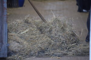 großer Haufen Heu wird in eine Pferdebox geschoben