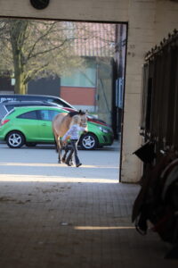 kleines Mädchen führt sein Pony in die Box
