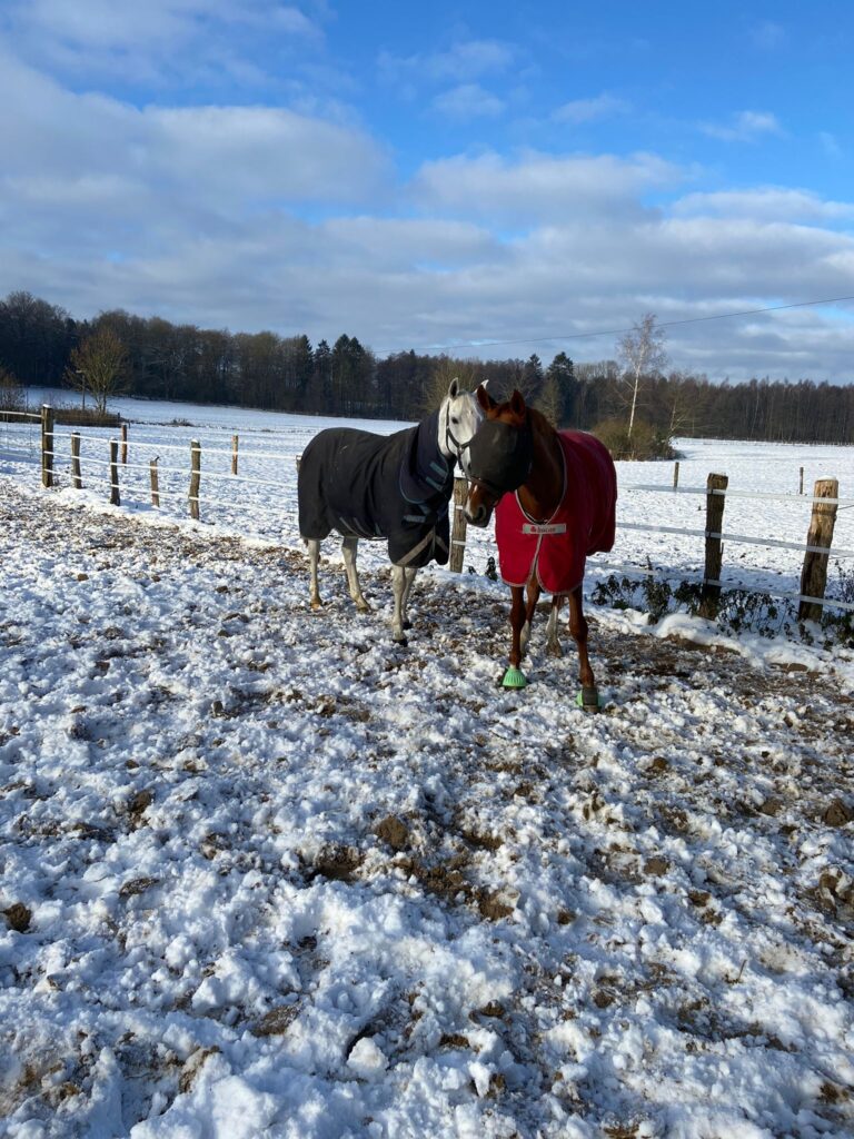 zwei Pferde stehen auf dem verschneiten Paddock 1