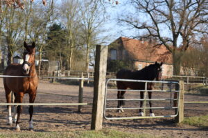 zwei Pferde stehen auf den Paddocks am Beekmoorweg in der Abendsonne