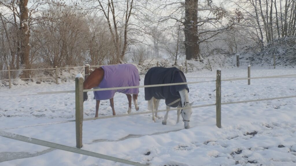 zwei Pferde stehen auf einem verschneiten Paddock