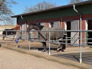 Pferde stehen auf ihren Paddocks in der Sonne