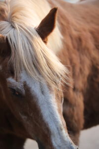 braunes Pferd in der Abendsonne