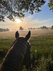 Pferd Ausritt unter Baum Sonnenaufgang