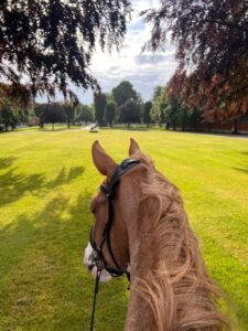 Pferd Hofrondell bei Ausritt