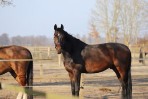 Pferde auf ihren Paddocks und er Abendsonne