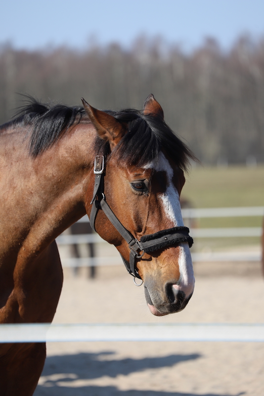 dunkelbraunes Pferd geniesst die Abendsonne auf Paddock 1