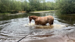 Pferd badet in Teich