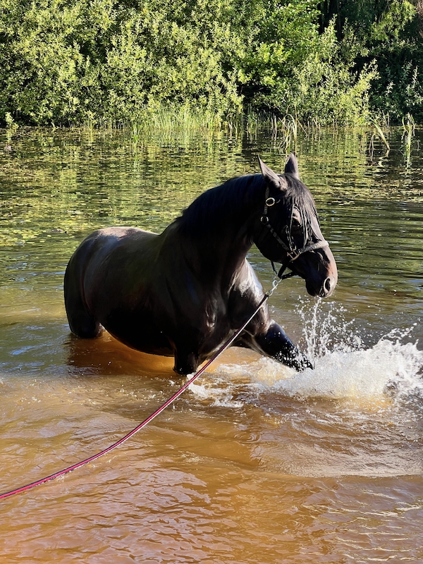 Pferd spielt im Wasser
