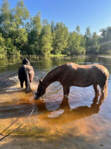 Pferde stehen bei Austritt im Teich