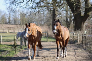 Pferde werden abends von der Weide reingeholt