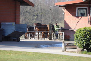 Pferde werden abends von der Weide reingeholt und sammeln sich dazu auf Paddock 1