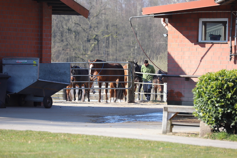 Pferde werden abends von der Weide reingeholt und sammeln sich dazu auf Paddock 1