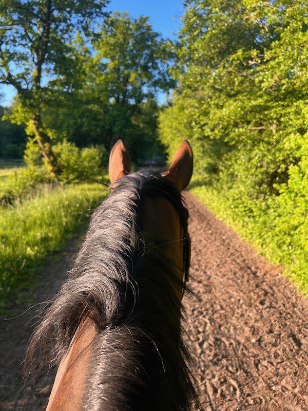 Sommerlicher Ausritt Beekmoorweg