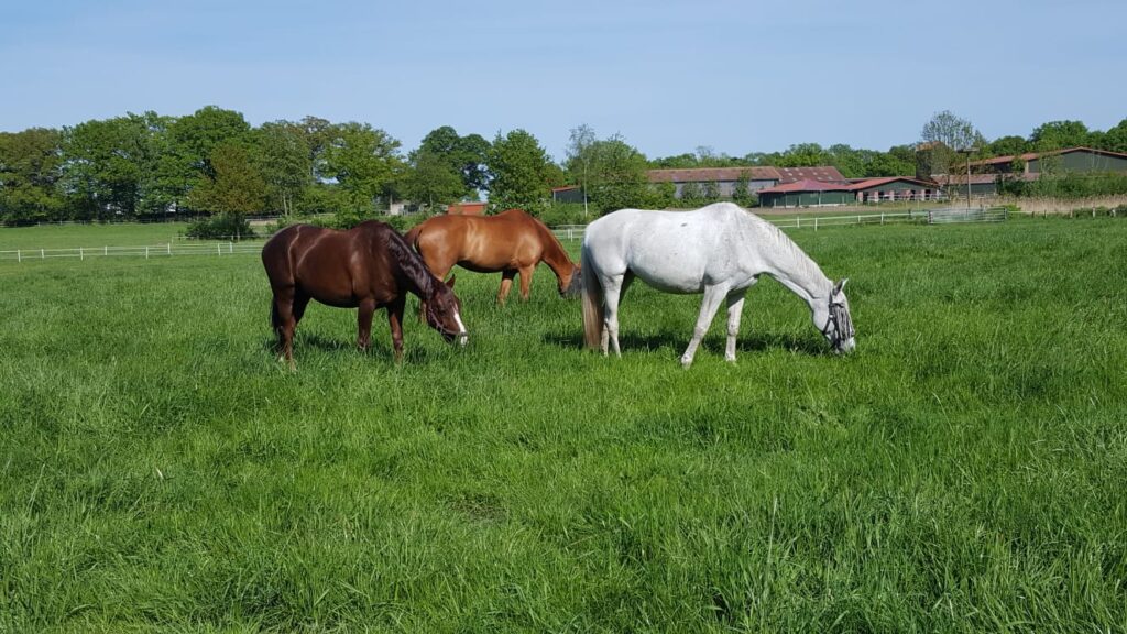 drei Pferde grasen auf einer Sommerweide
