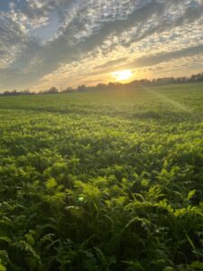 Stimmung bei Ausritt Gut Tangstedt