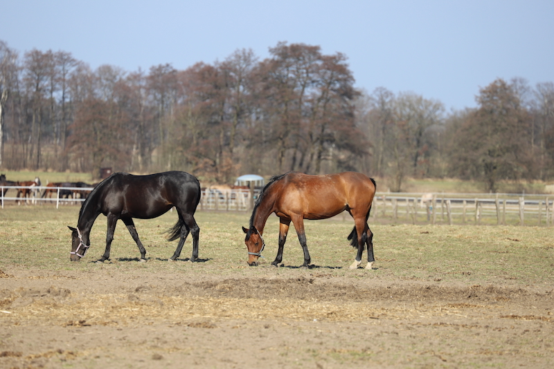 Pferde grasen auf der Winterweide