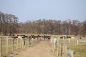 Wallachherde sammelt sich zum Reinholen von der Winterweide