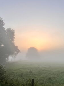 Winterweide im Morgennebel