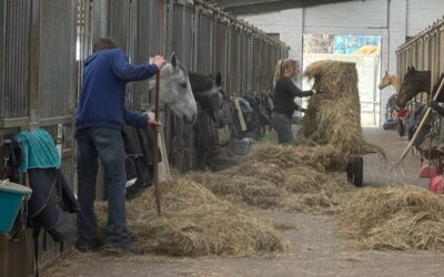 Einladung zum Workshop gesundes Pferd am 16.10.2025