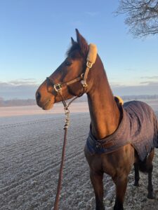 Pferd am Feldrand bei winterlichem Spaziergang