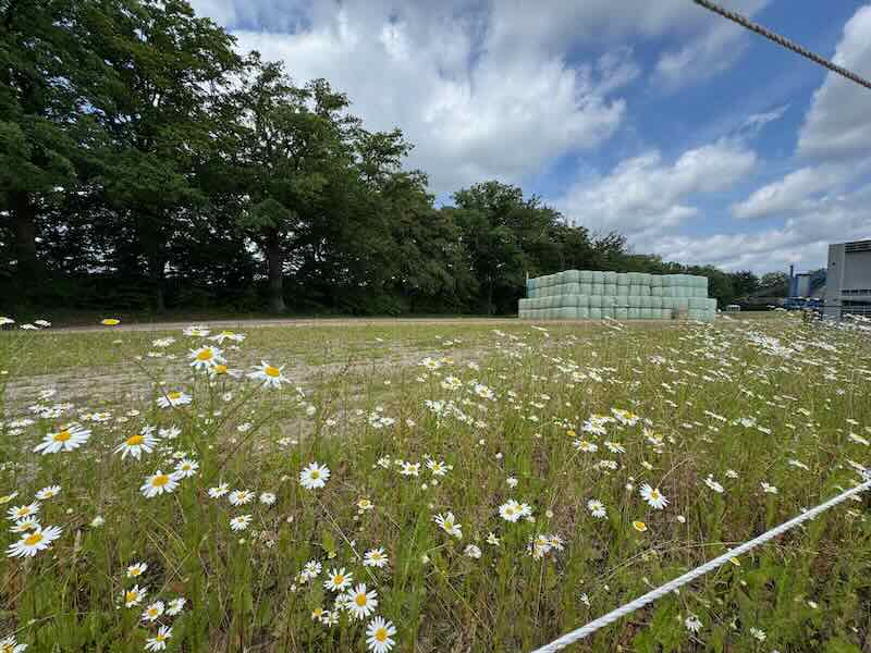 aufgestapelte Miete mit Heulage-Ballen am Beekmoorweg in Tangstedt