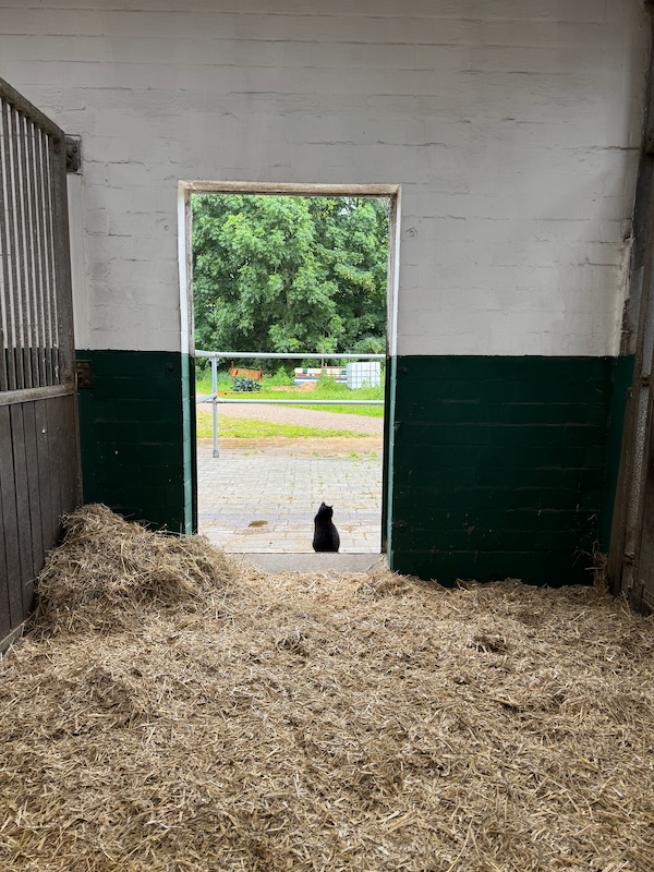 schwarze Katze Paddockbox Halle 2