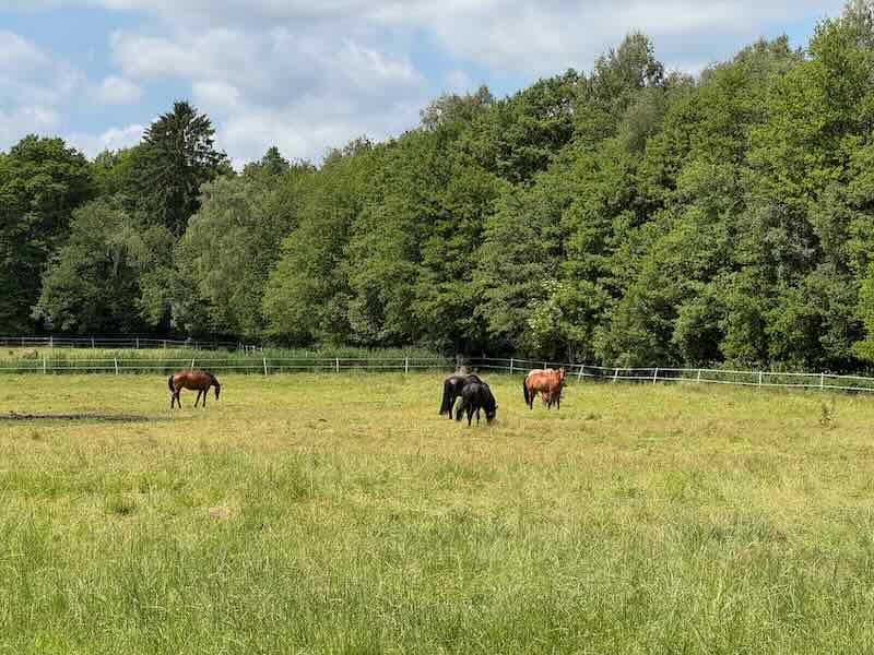 Sommerweide 2025