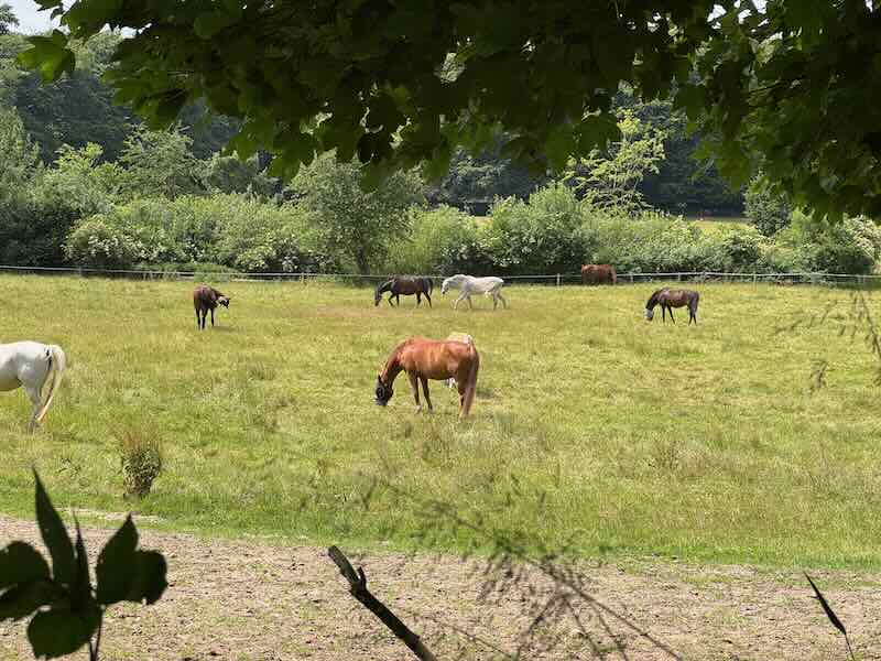 Sommerweide Blick durch Baeume